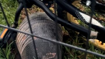 Armored-Comedian-Armadillos-Hilarious-House-Escape-Try-Not-to.jpg