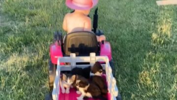 Baby-loses-hat-steering-mini-tractor-as-kittens-lounge-in-the.jpg
