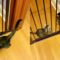 Bengal adult & kitten adorably try to squeeze through baby gate | Super Cute