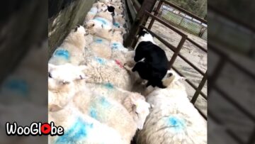 Border-Collie-Adorably-Herds-Sheep-Cute.jpg