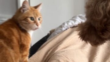Breakfast-Battle-Cute-Cat-Dog-Fight-for-Owners-Food.jpg