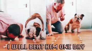 Bulldog-BEATS-Owner-in-Fun-Chicken-Eating-Challenge-Super-Cute.jpg