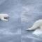 Careful Polar Bear Navigating Thin Ice | Super Cute