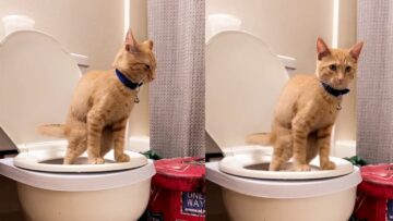 Cat-Mastered-Human-Toilet-Training-Adorable.jpg