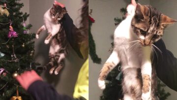 Cat-gets-tangled-in-Christmas-tree-Super-Cute-Caturday.jpg