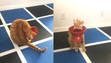 Cat-vs-Trash-Can-Lid-The-Ultimate-Feline-Fumble.jpg