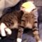 Cheese Challenge for Cats | Super Cute