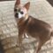 Chihuahua’s Heartwarming Reunion with Mom | Adorable