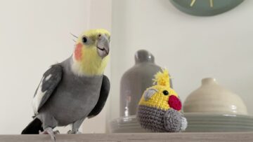 Cockatiel-Sings-to-Crocheted-Buddy-Heartwarming-Serenade.jpg