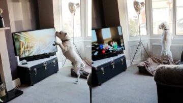 Confused-dog-runs-off-chasing-animals-on-TV-Super.jpg