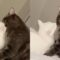 Cute Cats Caught Kissing! | Adorable