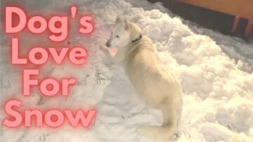 Cute-Dog-Frolics-in-Snow-Winter-Wonderland-Adventures-Adorable.jpg