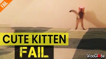 Cute-Kitten-Fail-Hilarious-Mishaps-Caught-on-Camera-Super.jpg