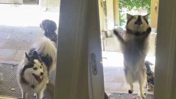 Dog-desperate-to-come-inside-Adorable-jumping-on-glass.jpg