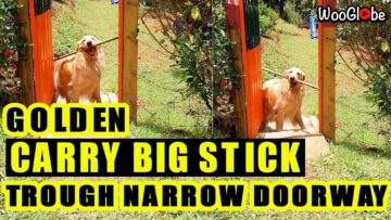 Dog-struggles-to-fit-giant-stick-through-gate-Super.jpg