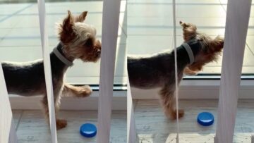 Dogs-Hilarious-Attempt-to-Catch-Fly-Adorable.jpg
