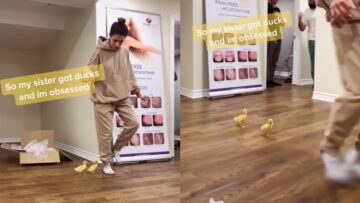 Ducklings-Follow-Owner-Around-Room-Adorable.jpg