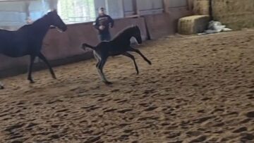 Foals-Hilarious-Oops-Moment-Watch-it-Tumble-and-Bounce-Back.jpg