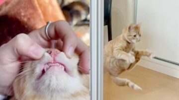 Funny-Cats-Hilarious-Antics-Adorable.jpg