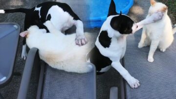 Funny-Dog-Cat-Wrestle-in-Adorable-Battle-Super.jpg
