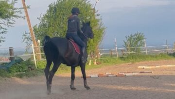 Gentle-Horse-Ride-Takes-a-Hilarious-Turn-Epic-Backflip-Fail.jpg