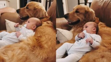 Golden-Retriever-Babies-Best-Friends-Forever-Super-Cute.jpg