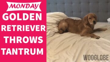 Golden-Retrievers-Adorable-Tantrum-Super-Cute.jpg