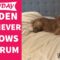 Golden Retriever’s Adorable Tantrum | Super Cute