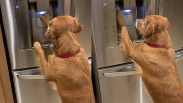 Golden-Retrievers-Clever-Ice-fetching-Trick-Watch-This-Adorable-Pup.jpg