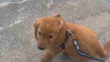 Golden-Retrievers-adorable-reaction-to-first-pool-experience-is-pure.jpg