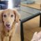 Healthy dogs-hooman bond: The ultimate trick for a happy relationship | Adorable