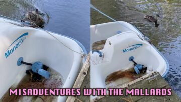 Heartwarming-Rescue-Saving-Ducklings-from-a-Paddleboat-Adventure-Heartsome.jpg