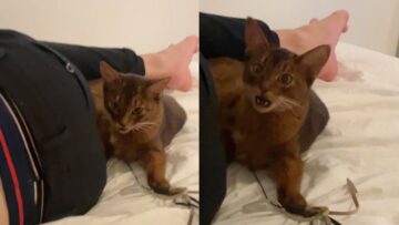 Hilarious-Cats-Reaction-to-Stinky-Smell-Adorable.jpg