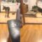 Hilarious Dog vs Toy Car: Watch the Epic Fails That Will Leave You in Stitches! | Try Not to Laugh