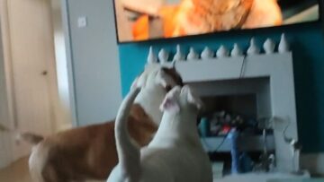 Hilarious-search-for-TV-pups-by-confused-dogs-Adorable.jpg