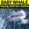 Humpback Whale Calf Frolicking with Mom | Super Cute
