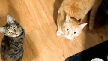 Hungry-Kitty-Obeys-Owners-Command-for-Food-Super-Cute.jpg