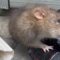 Incredible Rescue: Saving a Trapped Rat’s Life in a Heartwarming Adventure! | Heartwarming