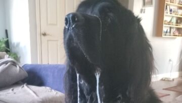 Joyful-Newfoundland-Cant-Contain-His-Excitement-for-Mealtime-Heartwarming.jpg