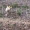 Mama Duck’s Heroic Rescue of Her Adorable Duckling | Heartwarming