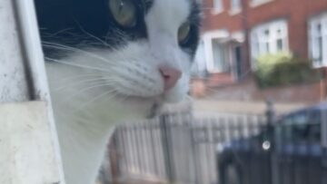Mans-hilariously-cute-surprise-encounter-with-cats-Birdy-at-window.jpg