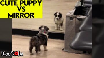 Mirror-Magic-Adorable-Little-Dog-Plays-with-Herself-Super.jpg
