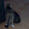 Mother cat effortlessly drags huge baby | Super Cute