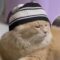 Muslim Cat eagerly waits to break fast in Ramadan | Adorable