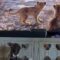 Pitbull adorably mesmerized by The Lion King | Super Cute