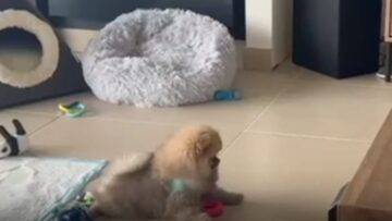 Pomeranians-adorable-screech-when-surprised-by-cat-Super-Cute.jpg