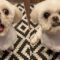 Puppy has hilarious response to trigger word | Super Cute