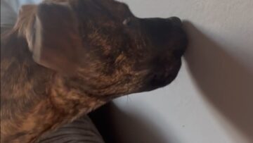 Puppy-surprises-human-by-eating-moth-Super-Cute.jpg