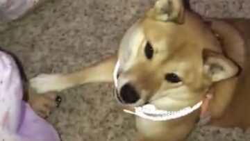 Shiba-Inu-melts-hearts-by-saying-I-Love-You-to.jpg