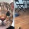Spooktacular Surprise: Cats React to My Halloween Costume! | Adorable